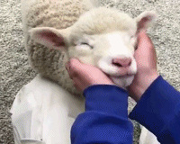 ������ֵ���򡿷ɺ׶�ͯ�䷽��10ƿ29��ŷ����С��ƿ��ɹ97