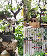 ֲ��ɱ�ֶ������辰����̨��������С԰