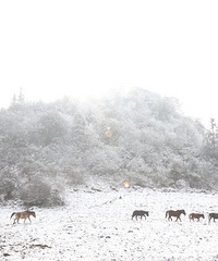 ȥ¹ƺͽѩ18羰ֱ