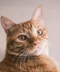 ����С����������˧��С�ϲ��һ����֤����