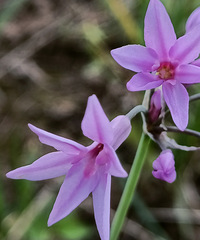 90ʨ飬õ㡢Լݺ¶Ӫ