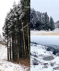 �������¹ƺ����һ���о���̫Ư����