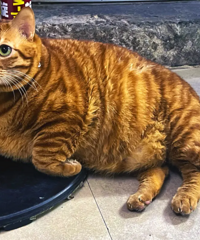 �����������°����è���ϰ�˵��80����