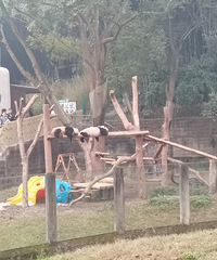 �糵���㣬���Ų������ͷ���
