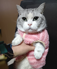 �ԴӰ칫���������̺��ϰ�ruaè�Ŀ���˭����~