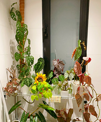 ���쵽�ˣ����ǵ�ֲ�ﶼ����ô�ȹ�����