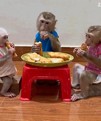 ������ֵ���򡿳�����������40Ƭ25.8���������˱�24ɫ9