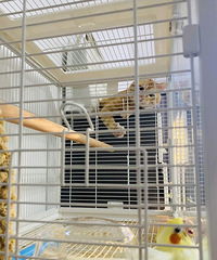 һֻϲ����С���ġ������ѡ�������Сè��