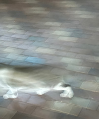 Χ��С��è��ܣ���԰�껨è������è����ʿ