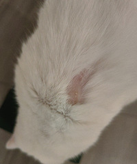 �ҵ�Сè������һ�飬զ���°�