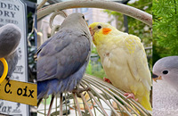 ����������ֻС�ɰ���ĵ������������ʵ��̫�ɰ���