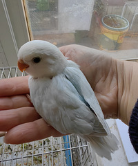 ������������ææµµ���ڴ���һ����������Ů��