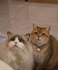 ���ѵĽ𽥲�Ͳ�ż̫Ư���ˣ���������è����Ů��