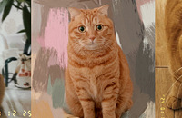 ��è��Ļ᳤��������̫������ô�죿