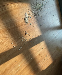 ����èɰ�蹻��Ϊʲôè���ǰ�èɰ��һ�أ�