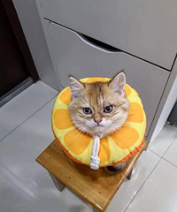 ��֧�У�3����Сè����è޺����10����Ҳû��ת