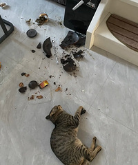 ��������è�����˶����ɵ���װ��������ô������