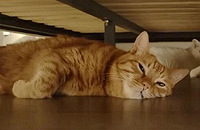 è�е�ů��ճ�����ˣ��������ǵ�è��ôȡů��ѽ