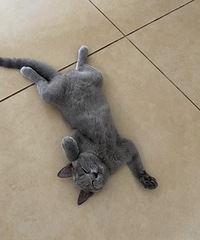 èÿ��˯�����˲�ľ�˵�а�ȫ�У�����èʲô˯��