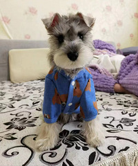 ��ѧ�ɲ����԰ﹷ��ϴ�������������չ��Ӻ�����