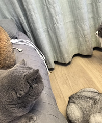 ����6ֻè�Ĵ󻧣�ÿ���ڻ����뱬Ѫ�ܼ��ǻ�