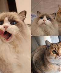 ���ѵ�è���㲻��è����Ů��