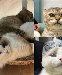 �������èè��������ͷ��