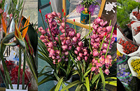 ���껨�������̽����������ʻ����԰�����