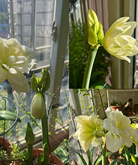 �����������춥���Ȼ��ǰ������