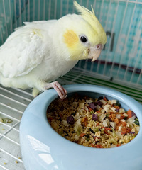 ����С�����߳Բ����Լ����ʳ���������ú�