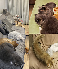 ����6ֻè���裬ÿ�컶���ֱ�Ѫ��