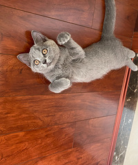 ������˰���Ÿ�è��ϴһ����������һ������