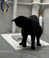 �Դ�è�Լ����ϲ�������Ҳ������èɰ��