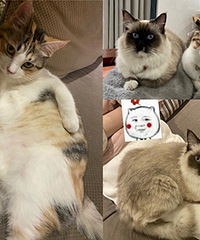 ����ů��ȫ����è�������Ͳ�ż��������