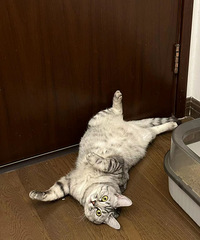 ���ǵ�è�����ĸ����ӵ�è����Խ������Խ��ã