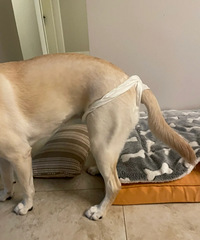 ë����������������զ�����ģ������Ƶ�������Ц��