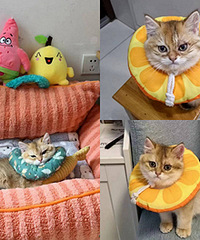 Сè��è޺��ת������������ʺ�