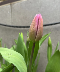 ��԰��������㿪�ˣ�����ôһ˿�������Ϣ��