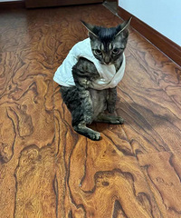 ���ϻ������è����ɵ�ˣ�һֱ����ôվ��