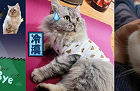 ��ЩС�ɰ���Ϊ�������������Ը���������ǿ���