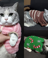 ��˾�����ϰ���ӣ�èͬ�º�����