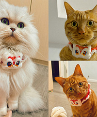 �����ˣ�˭��Сè�仹���Ų��Ӱ�