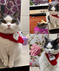 ����Ҳϲ����ѩ��Ĺ�����