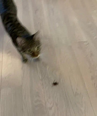 ����������è������ɶ�ã�����ͼ����ȥ����Ͷ���