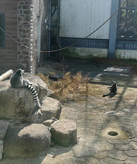 ȥ����԰��˭�ܸ��������ſ�˫���ڸ�ʲô