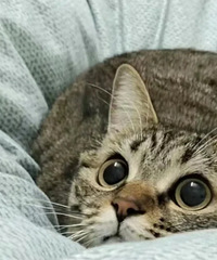 �����Ҫ��è�ϴ���Ϊʲô����èè�ϴ�������