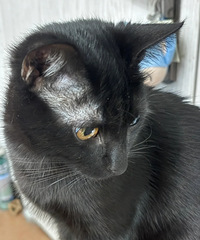 ���˵�С��è���û������������ͺͺ�ģ�������