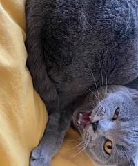 �������ǳ����ʱ����è�䲻�ܿ��ֱ�ӳ�������