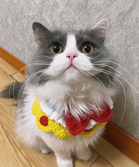 �����Ѽ�ߣè����ô�ɰ��Ĳ�ż��Ȼ�Ǽ�����