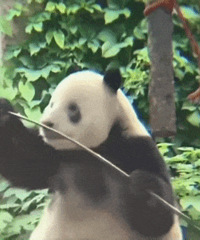 ������ֵ���򡿿�ϴ��׾���ʷ��98�����Ϲ϶�ͯ�ڿ�4��16